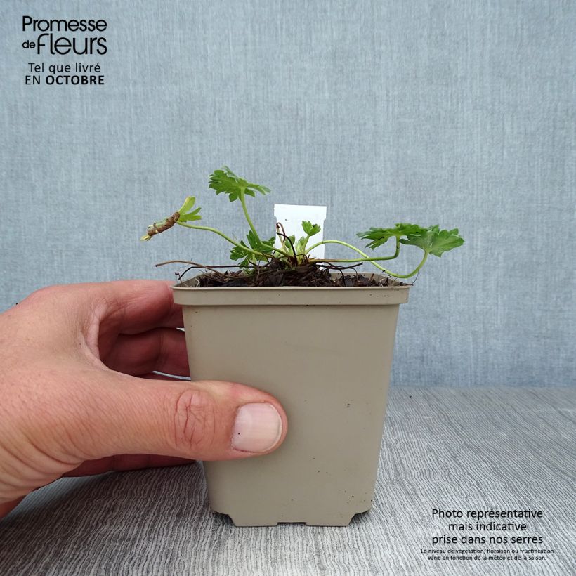 Exemplaar van Geranium cinereum Jolly Jewel Violet - Ooievaarsbek Kweekpotje van 8/9 cm zoals geleverd in de herfst