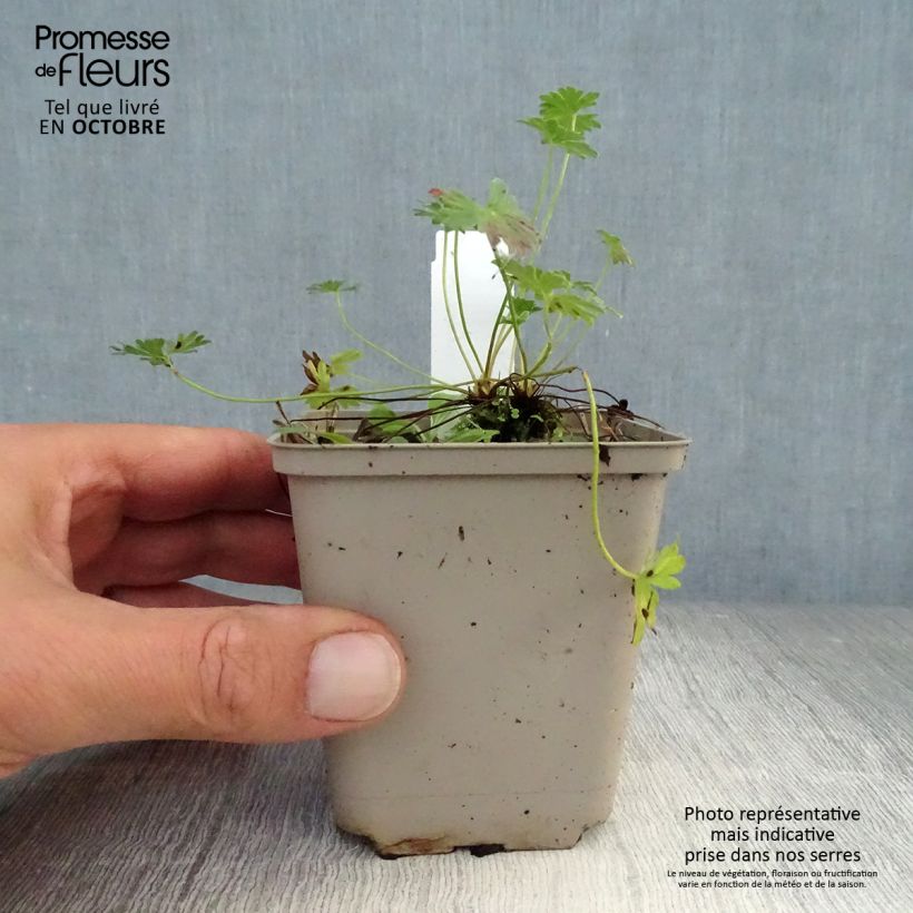 Exemplaar van Geranium cinereum Laurence Flatman - Ooievaarsbek Kweekpotje van 8/9 cm zoals geleverd in de herfst