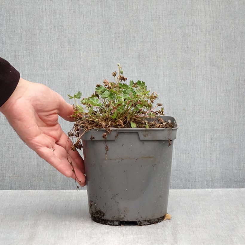 Exemplaar van Geranium cinereum Laurence Flatman - Ooievaarsbek Pot van 1,5 l/2 l zoals geleverd in de herfst