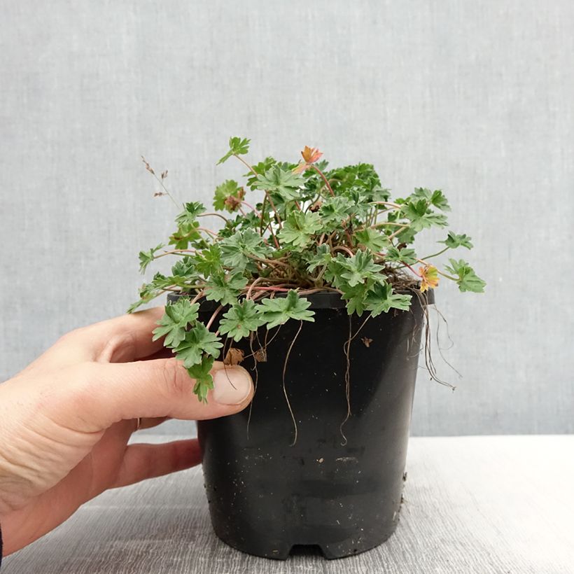 Exemplaar van Geranium cinereum Laurence Flatman - Ooievaarsbek Pot van 1,5 l/2 l zoals geleverd in de lente