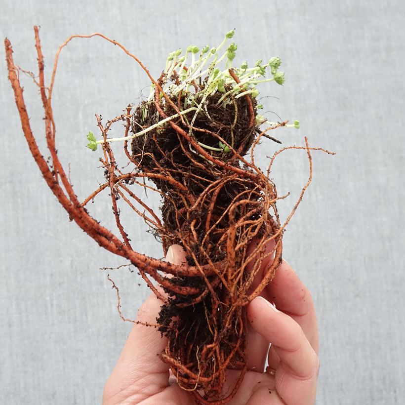 Exemplaar van Geranium cinereum Laurence Flatman - Ooievaarsbek Naakte wortel zoals geleverd in de winter