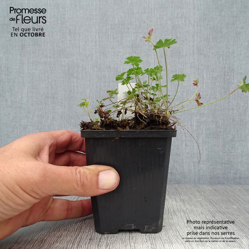 Exemplaar van Geranium cinereum subcaulescens Giuseppii - Ooievaarsbek Kweekpotje van 8/9 cm zoals geleverd in de herfst