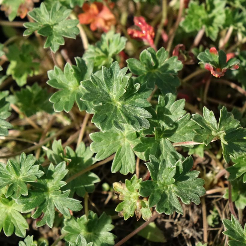 Geranium cinereum subcaulescens Giuseppii - Ooievaarsbek (Blad)