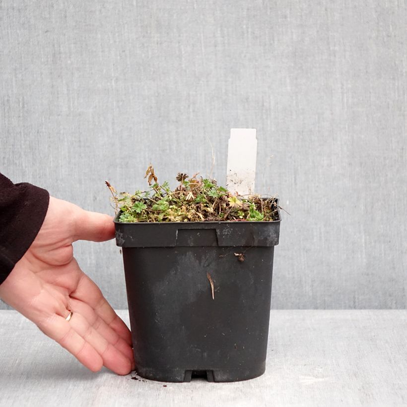 Exemplaar van Geranium cinereum subcaulescens Giuseppii - Ooievaarsbek Pot van 2 l/3 l zoals geleverd in de winter