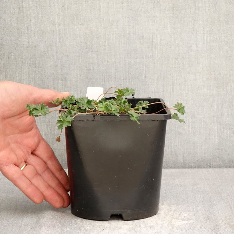 Exemplaar van Geranium cinereum subcaulescens Giuseppii - Ooievaarsbek Pot van 2 l/3 l zoals geleverd in de lente
