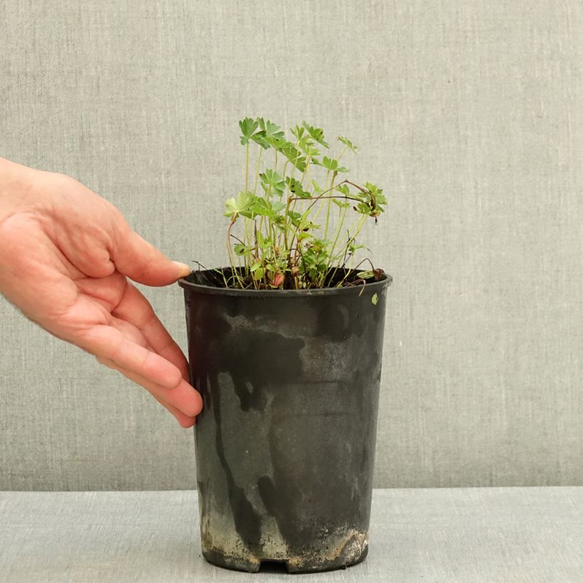 Exemplaar van Geranium cinereum subcaulescens - Ooievaarsbek Pot van 2 l/3 l zoals geleverd in de zomer