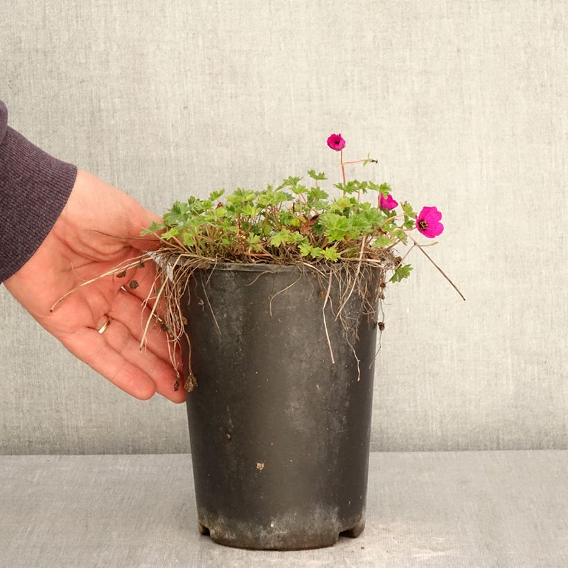 Exemplaar van Geranium cinereum subcaulescens - Ooievaarsbek Pot van 2 l/3 l zoals geleverd in de lente