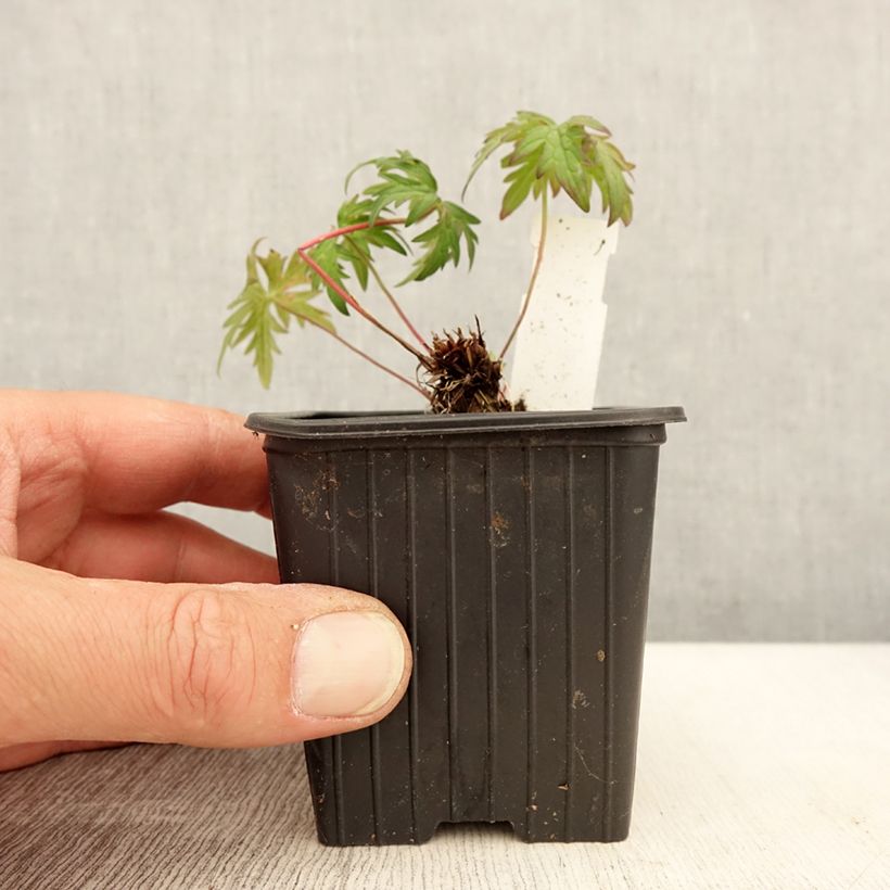 Exemplaar van Geranium clarkei Kashmir Purple - Ooievaarsbek Kweekpotje van 8/9 cm zoals geleverd in de lente