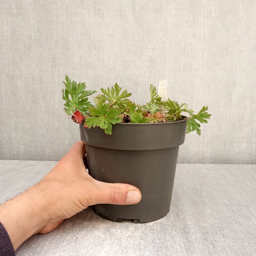 Exemplaar van Geranium clarkei Kashmir Purple - Ooievaarsbek Pot van 2 l/3 l zoals geleverd in de lente