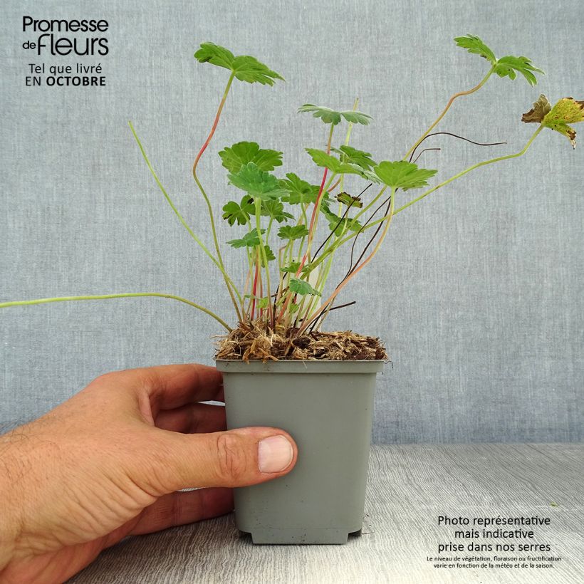 Exemplaar van Geranium Coombland White - Ooievaarsbek Kweekpotje van 8/9 cm zoals geleverd in de herfst