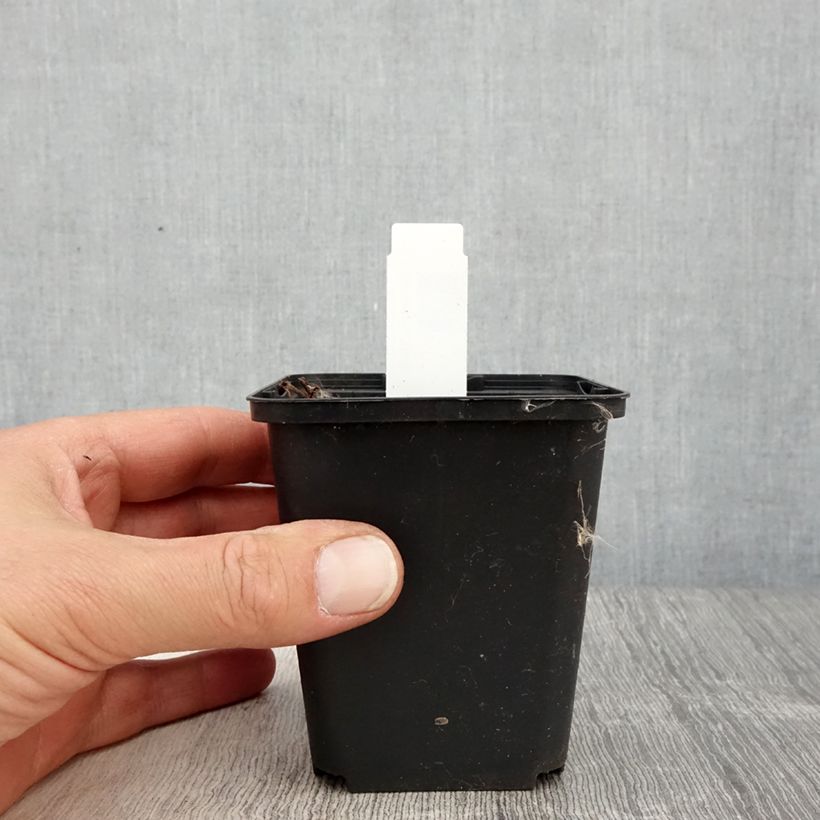 Exemplaar van Geranium Censation Daily Purple - ooievaarsbek Kweekpotje van 8/9 cm zoals geleverd in de lente