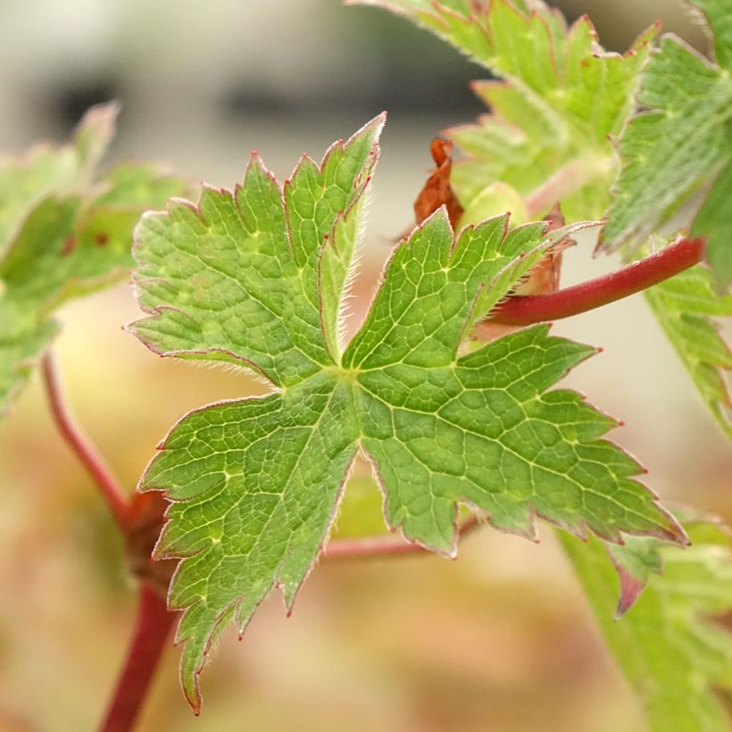 Geranium Censation Daily Purple - ooievaarsbek (Blad)