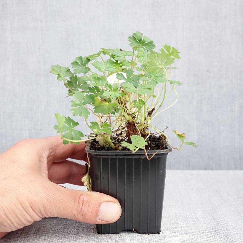 Exemplaar van Geranium dalmaticum - Ooievaarsbek Kweekpotje van 8/9 cm zoals geleverd in de herfst