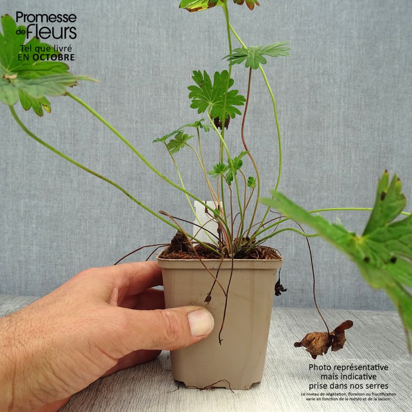 Exemplaar van Geranium Dilys - Ooievaarsbek Kweekpotje van 8/9 cm zoals geleverd in de herfst