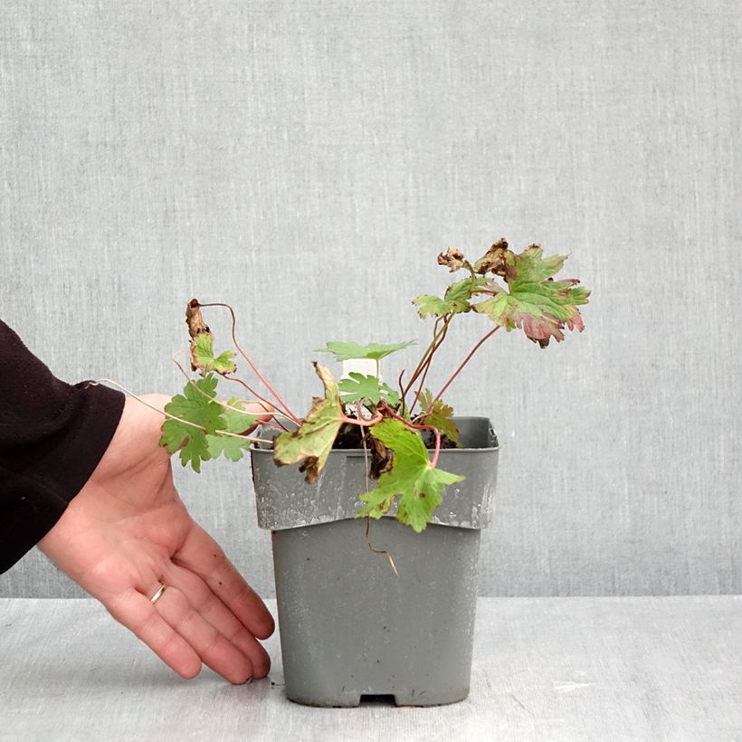 Exemplaar van Geranium Dragon Heart - Ooievaarsbek Pot van 2 l/3 l zoals geleverd in de herfst