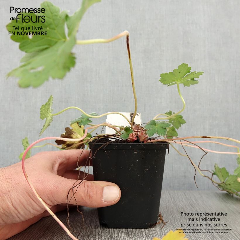 Exemplaar van Geranium Dreamland - Ooievaarsbek Kweekpotje van 8/9 cm zoals geleverd in de herfst