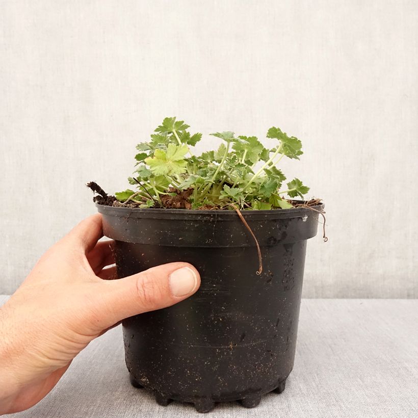 Example of Geranium Dreamland - Ooievaarsbek Pot van 2 l/3 l as you get in printemps