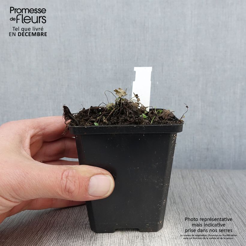 Exemplaar van Geranium oxonianum Dusky Crug - Ooievaarsbek Kweekpotje van 8/9 cm zoals geleverd in de herfst