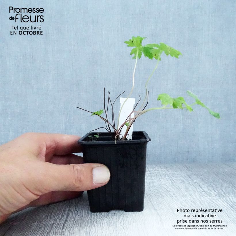 Exemplaar van Geranium endressii - Ooievaarsbek Kweekpotje van 8/9 cm zoals geleverd in de herfst