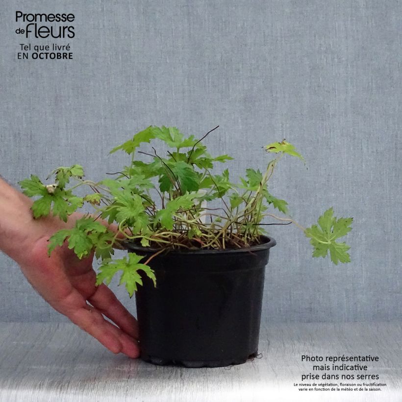 Exemplaar van Geranium endressii - Ooievaarsbek Pot van 2 l/3 l zoals geleverd in de herfst