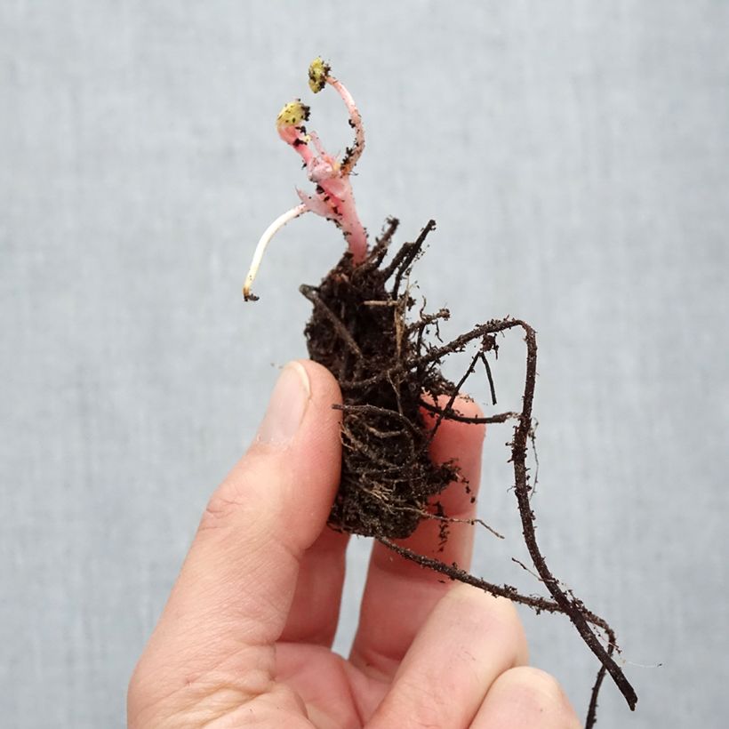 Exemplaar van Geranium endressii - Ooievaarsbek Naakte wortel zoals geleverd in de winter