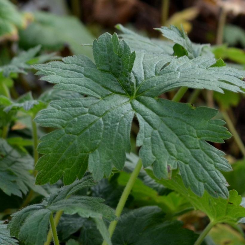 Geranium endressii Wargrave Pink - Ooievaarsbek (Blad)
