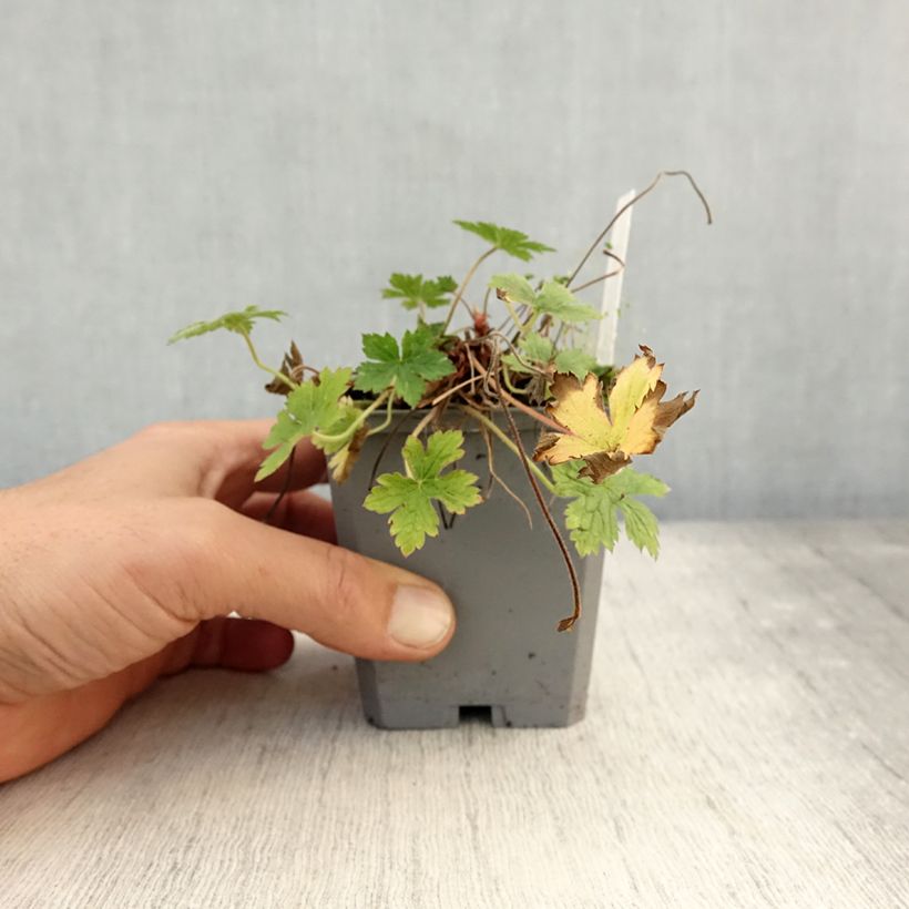 Exemplaar van Geranium endressii Wargrave Pink - Ooievaarsbek Kweekpotje van 8/9 cm zoals geleverd in de herfst