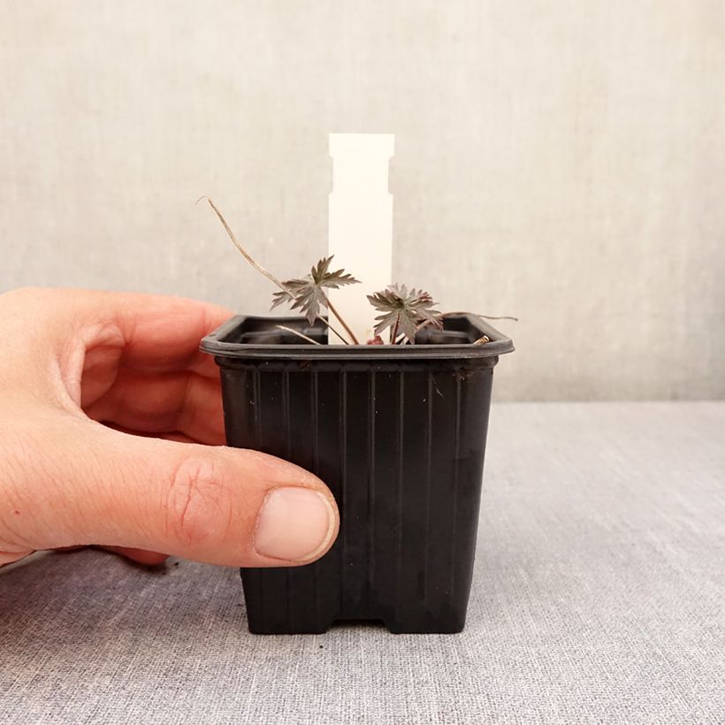 Exemplaar van Geranium pratense Femme Fatale - Beemdooievaarsbek Kweekpotje van 8/9 cm zoals geleverd in de lente