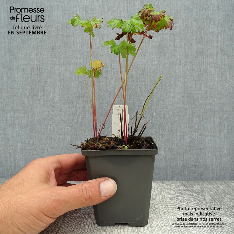Exemplaar van Geranium himalayense - Ooievaarsbek Kweekpotje van 8/9 cm zoals geleverd in de herfst