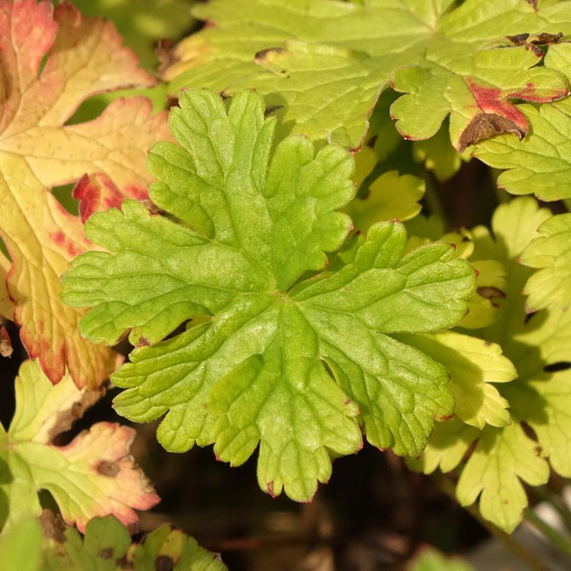 Geranium himalayense Gravetye - Ooievaarsbek (Blad)
