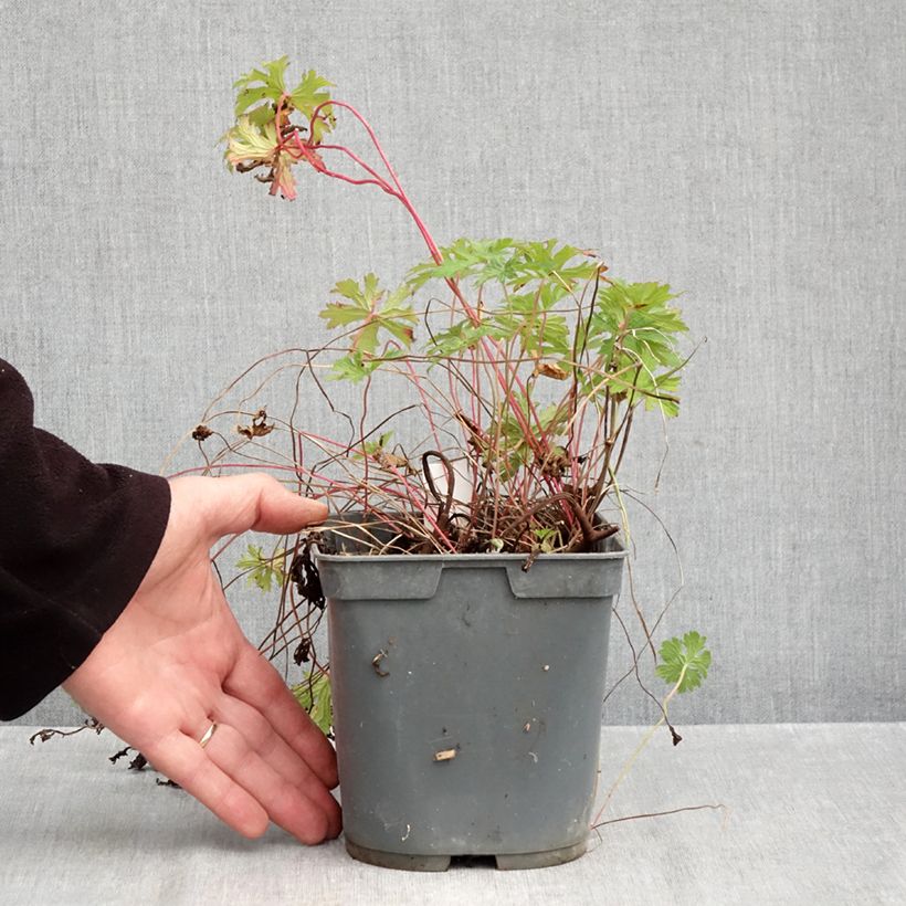 Exemplaar van Geranium himalayense Gravetye - Ooievaarsbek Pot van 2 l/3 l zoals geleverd in de herfst