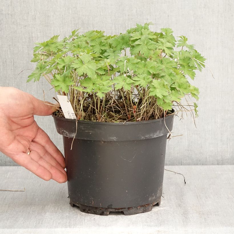 Exemplaar van Geranium himalayense Gravetye - Ooievaarsbek Pot van 2 l/3 l zoals geleverd in de lente