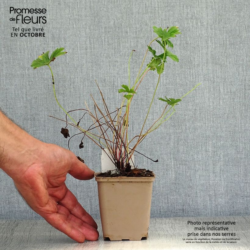Exemplaar van Geranium himalayense Plenum - Ooievaarsbek Kweekpotje van 8/9 cm zoals geleverd in de herfst