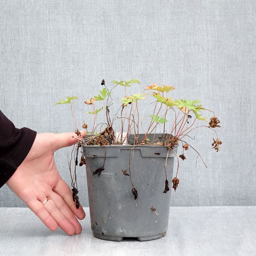 Exemplaar van Geranium himalayense Plenum - Ooievaarsbek Pot van 2 l/3 l zoals geleverd in de herfst