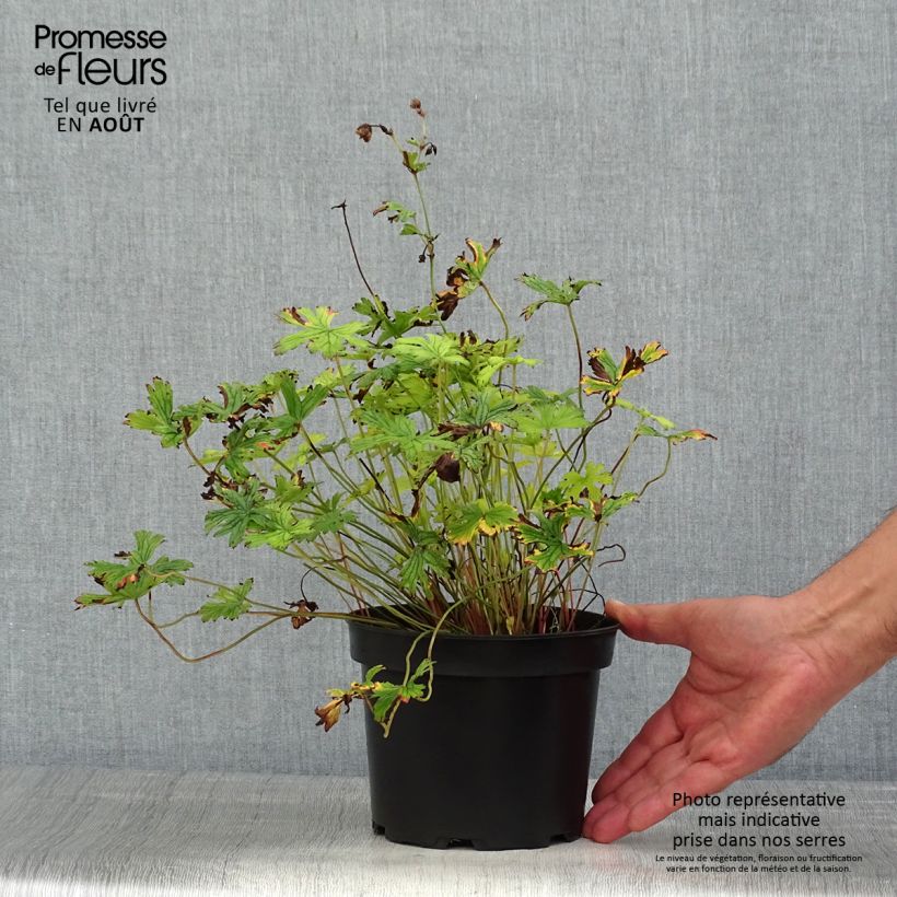 Exemplaar van Geranium himalayense Plenum - Ooievaarsbek Pot van 2 l/3 l zoals geleverd in de zomer