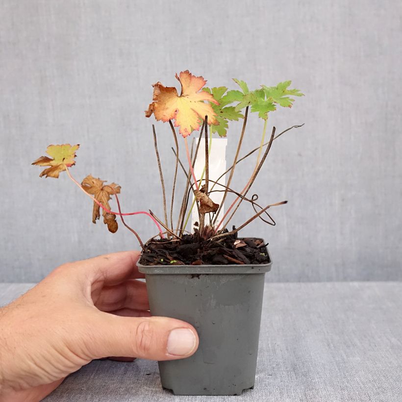 Exemplaar van Geranium ibericum Vital - Ooievaarsbek Kweekpotje van 8/9 cm zoals geleverd in de herfst