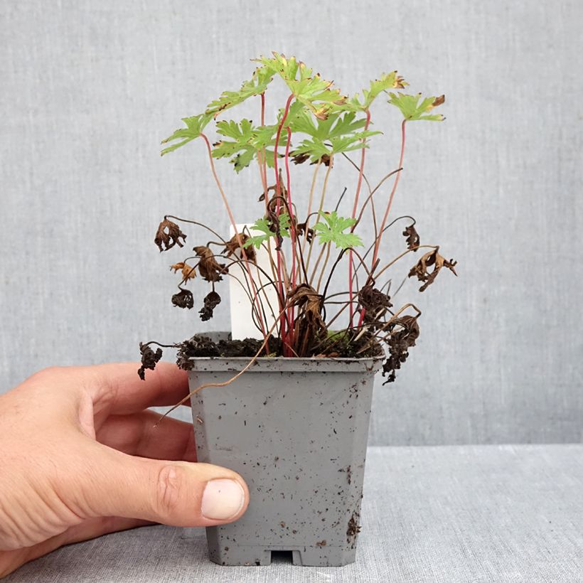 Exemplaar van Geranium Johnson's Blue - Ooievaarsbek Kweekpotje van 8/9 cm zoals geleverd in de herfst