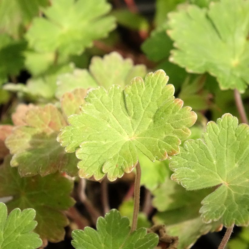 Geranium Joy - Ooievaarsbek (Blad)