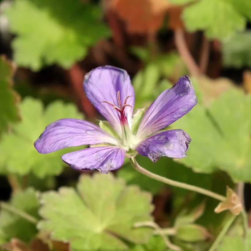 Geranium Joy - Ooievaarsbek (Bloei)