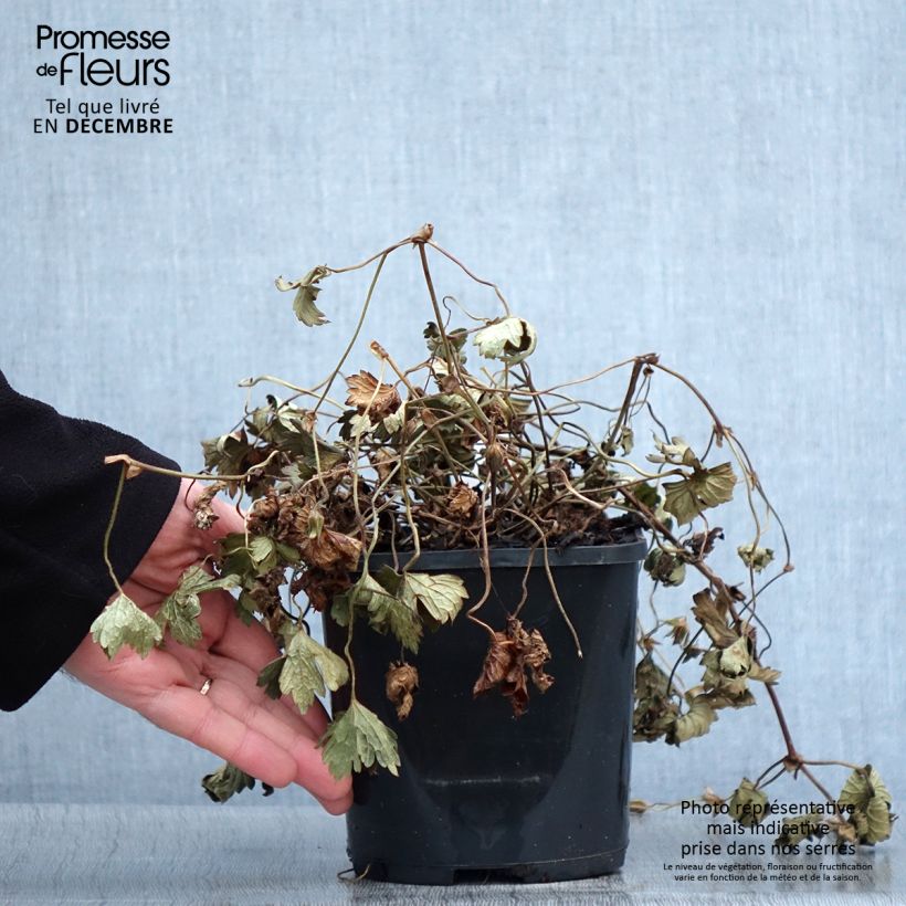 Exemplaar van Géranium vivace Kelly-Anne Pot de 1L/1,5L zoals geleverd in de herfst