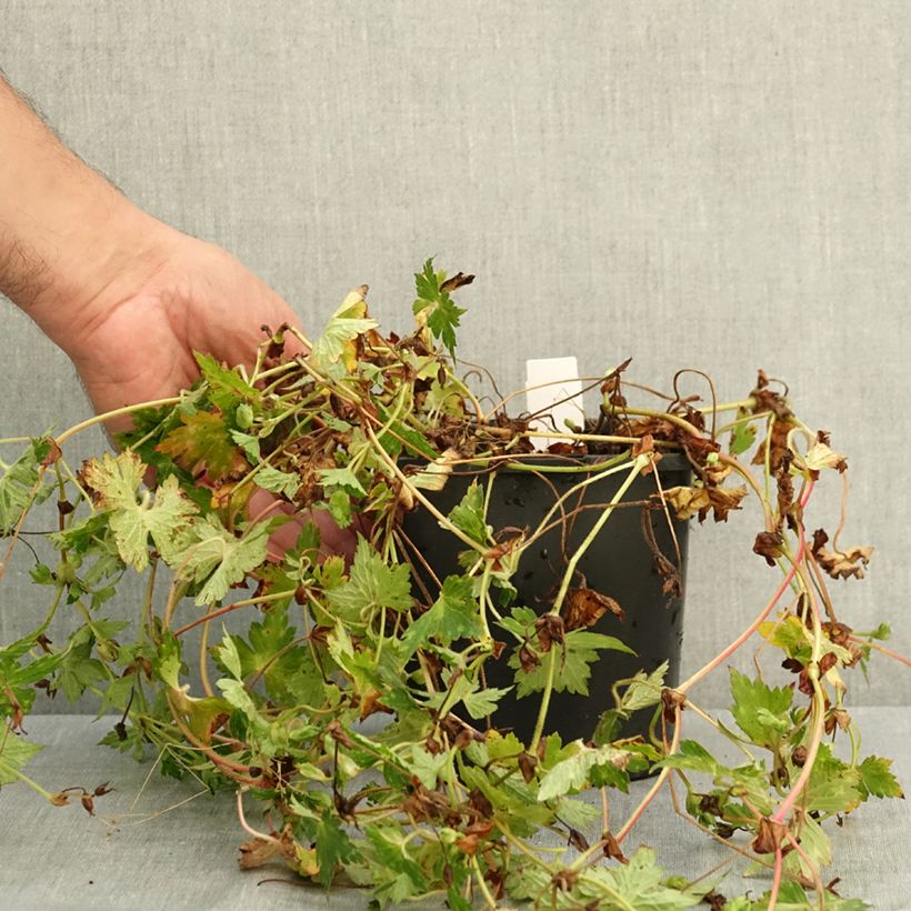 Exemplaar van Geranium wallichianum Kelly-Anne - Ooievaarsbek Pot van 2 l/3 l zoals geleverd in de zomer