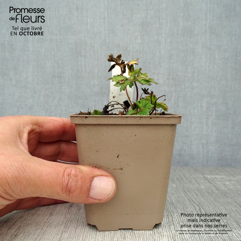 Exemplaar van Geranium wallichianum Lilac Ice - Ooievaarsbek Kweekpotje van 8/9 cm zoals geleverd in de herfst