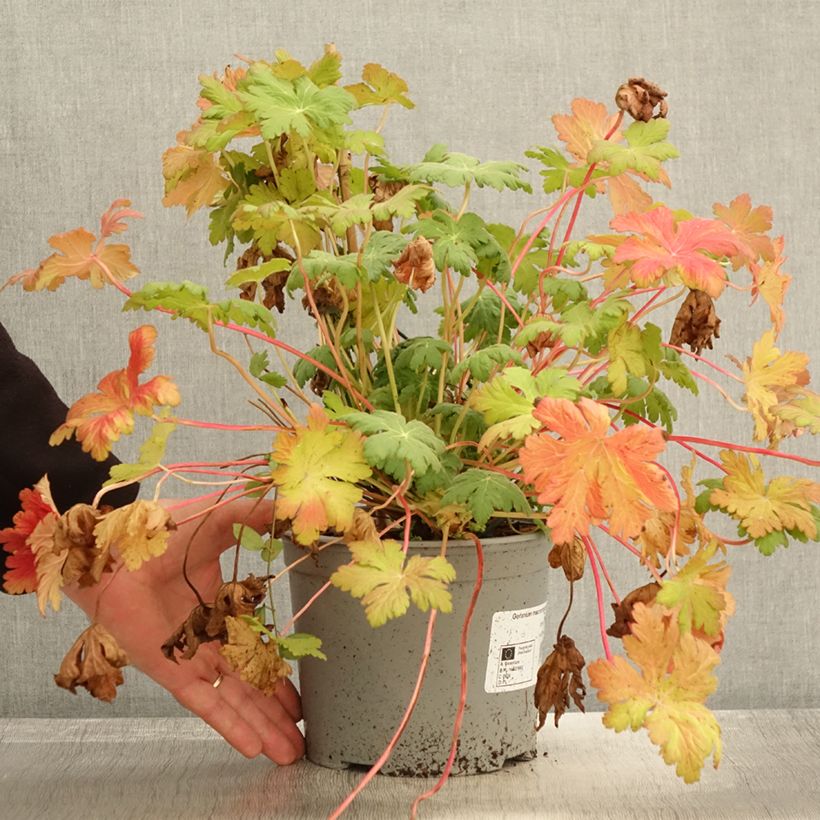 Exemplaar van Géranium vivace macrorrhizum Czakor Pot de 3L/4L zoals geleverd in de herfst
