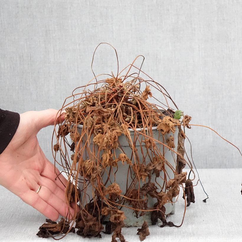 Example of Geranium macrorrhizum Czakor - Rotsooievaarsbek Pot van 3 l/4 l as you get in hiver