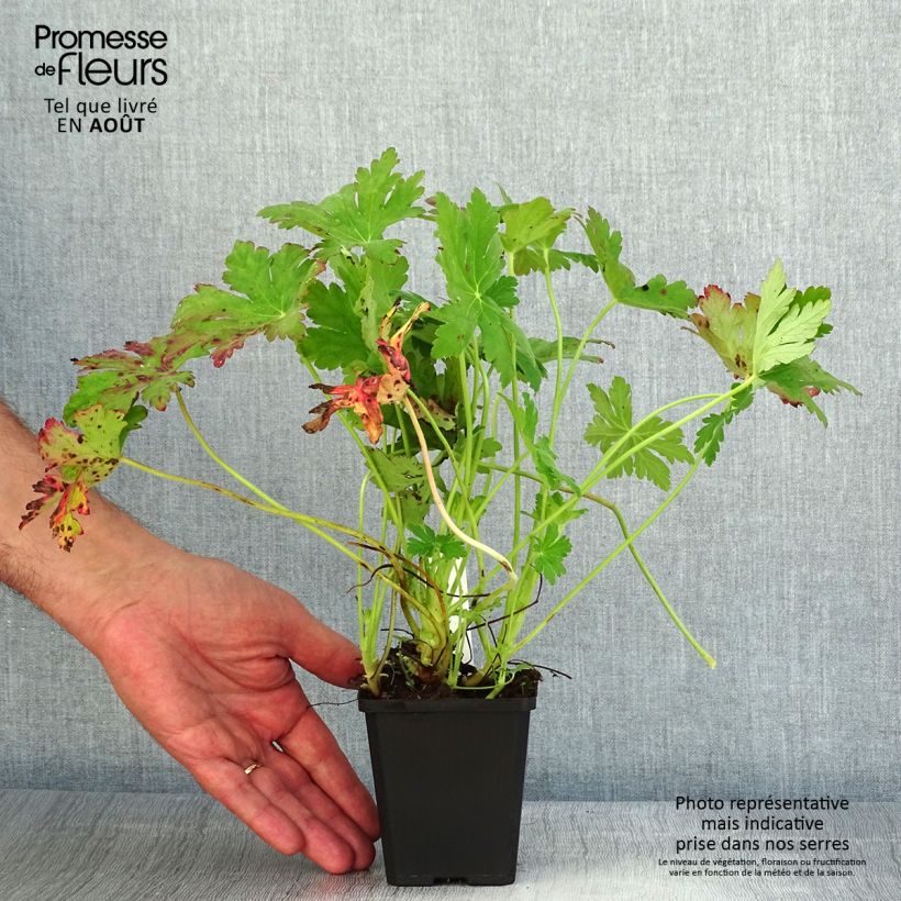 Exemplaar van Geranium macrorrhizum Ingwersens Variety - Rotsooievaarsbek Kweekpotje van 8/9 cm zoals geleverd in de zomer