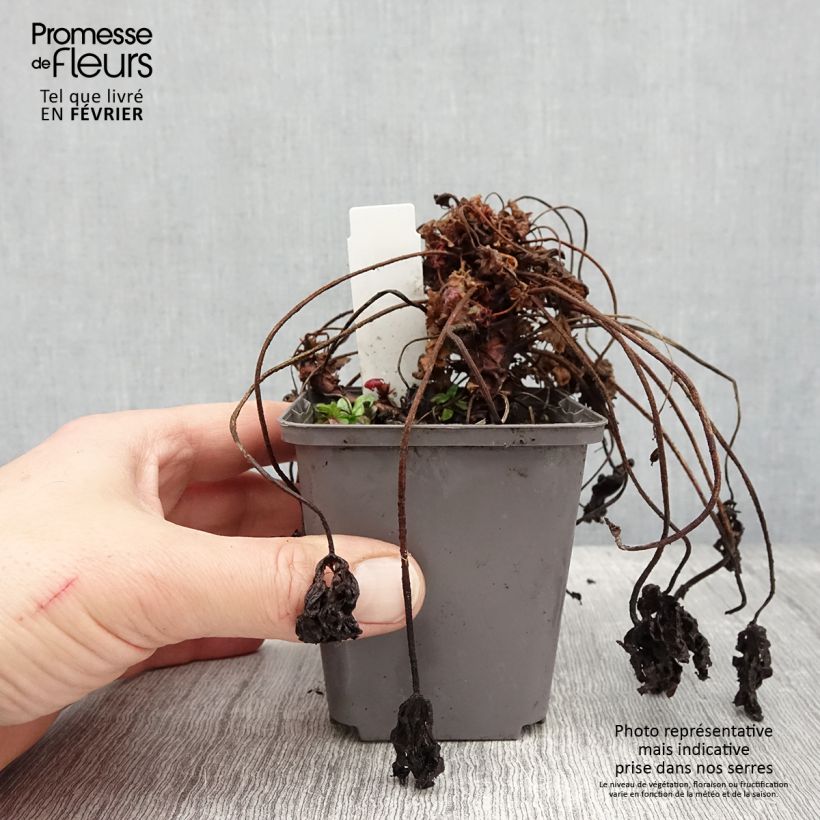 Exemplaar van Géranium vivace macrorrhizum Ingwersen's Variety Godet de 8/9 cm zoals geleverd in de winter