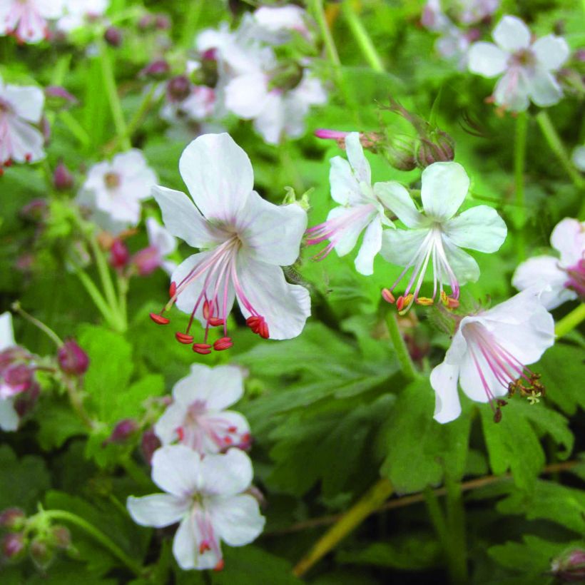 Geranium macrorrhizum Spessart - Rotsooievaarsbek (Bloei)