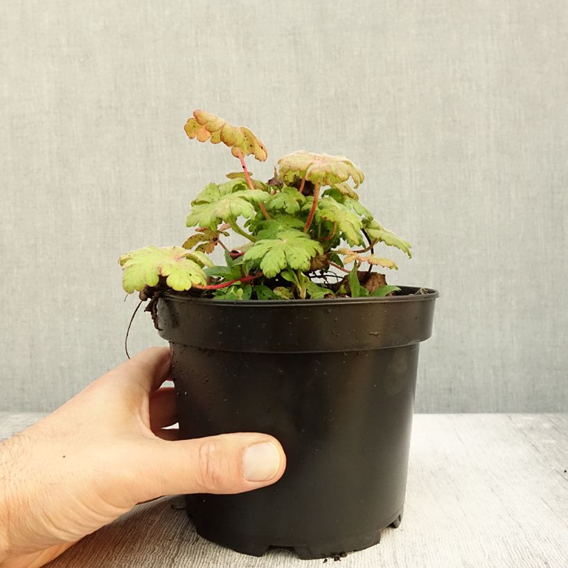 Exemplaar van Geranium macrorrhizum Spessart - Rotsooievaarsbek Pot van 2 l/3 l zoals geleverd in de herfst
