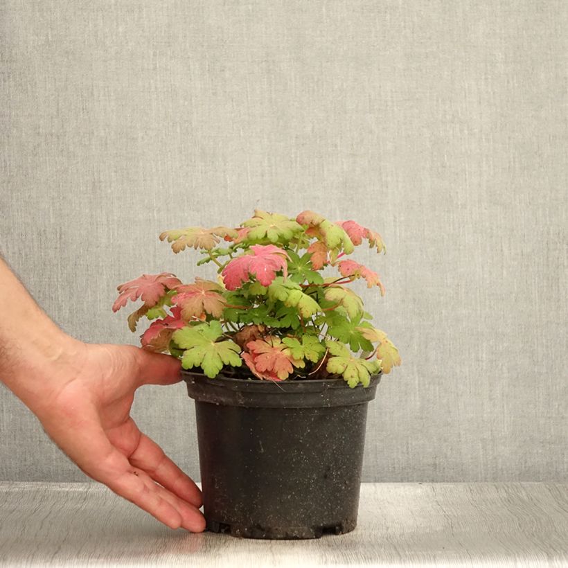 Exemplaar van Geranium macrorrhizum Spessart - Rotsooievaarsbek Pot van 2 l/3 l zoals geleverd in de zomer