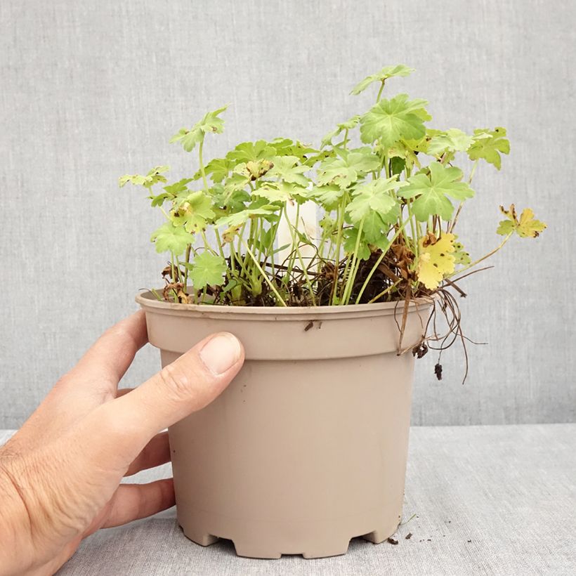 Exemplaar van Geranium macrorrhizum White Ness - Rotsooievaarsbek Pot van 2 l/3 l zoals geleverd in de zomer